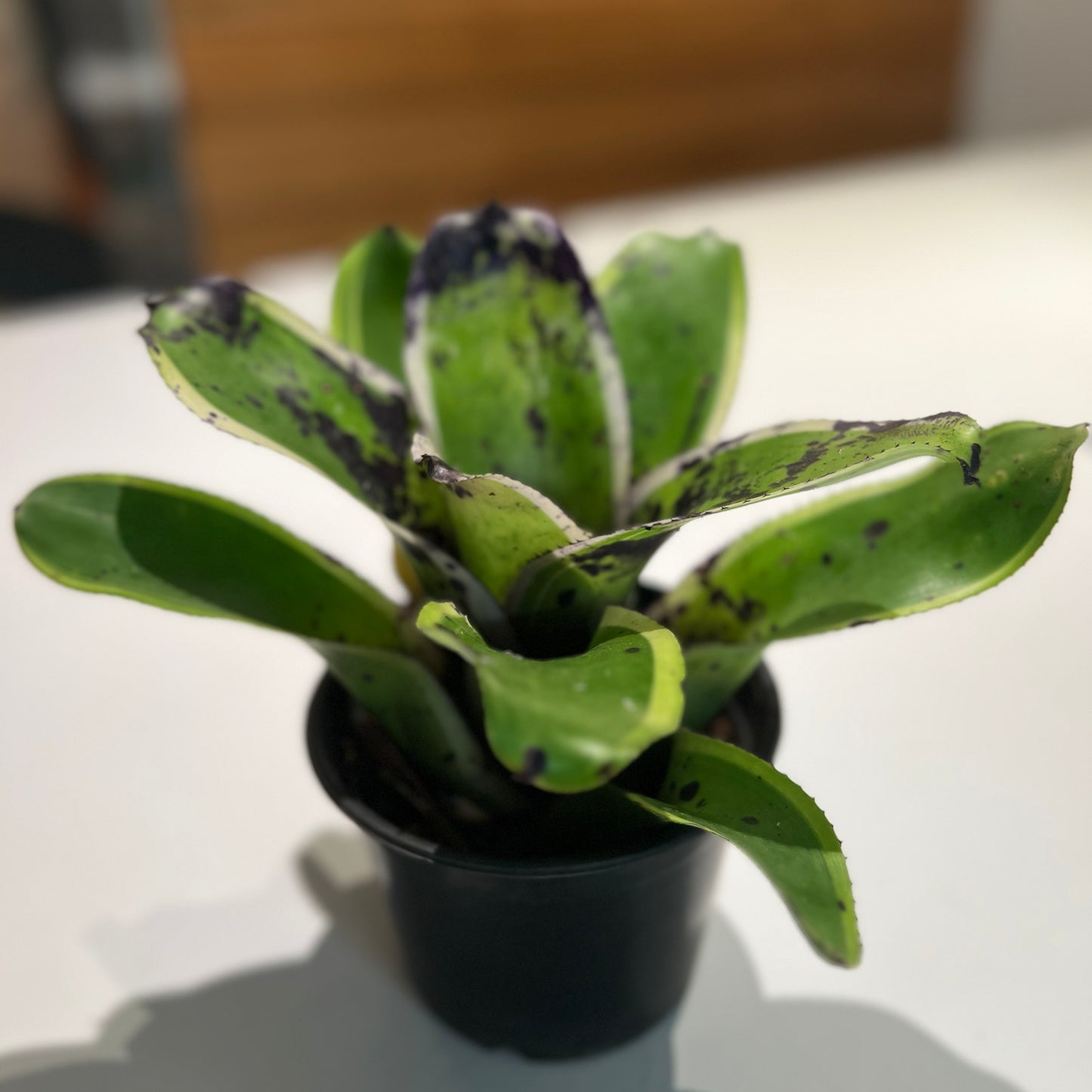 Bromeliad Neoregalia Tiger Hybrid