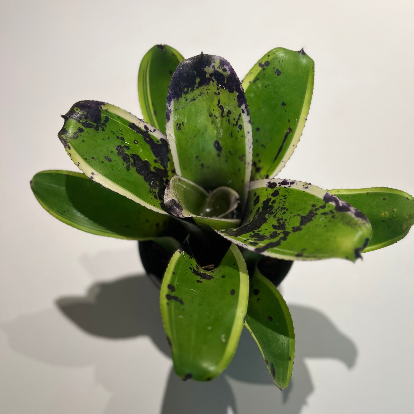 Bromeliad Neoregalia Tiger Hybrid