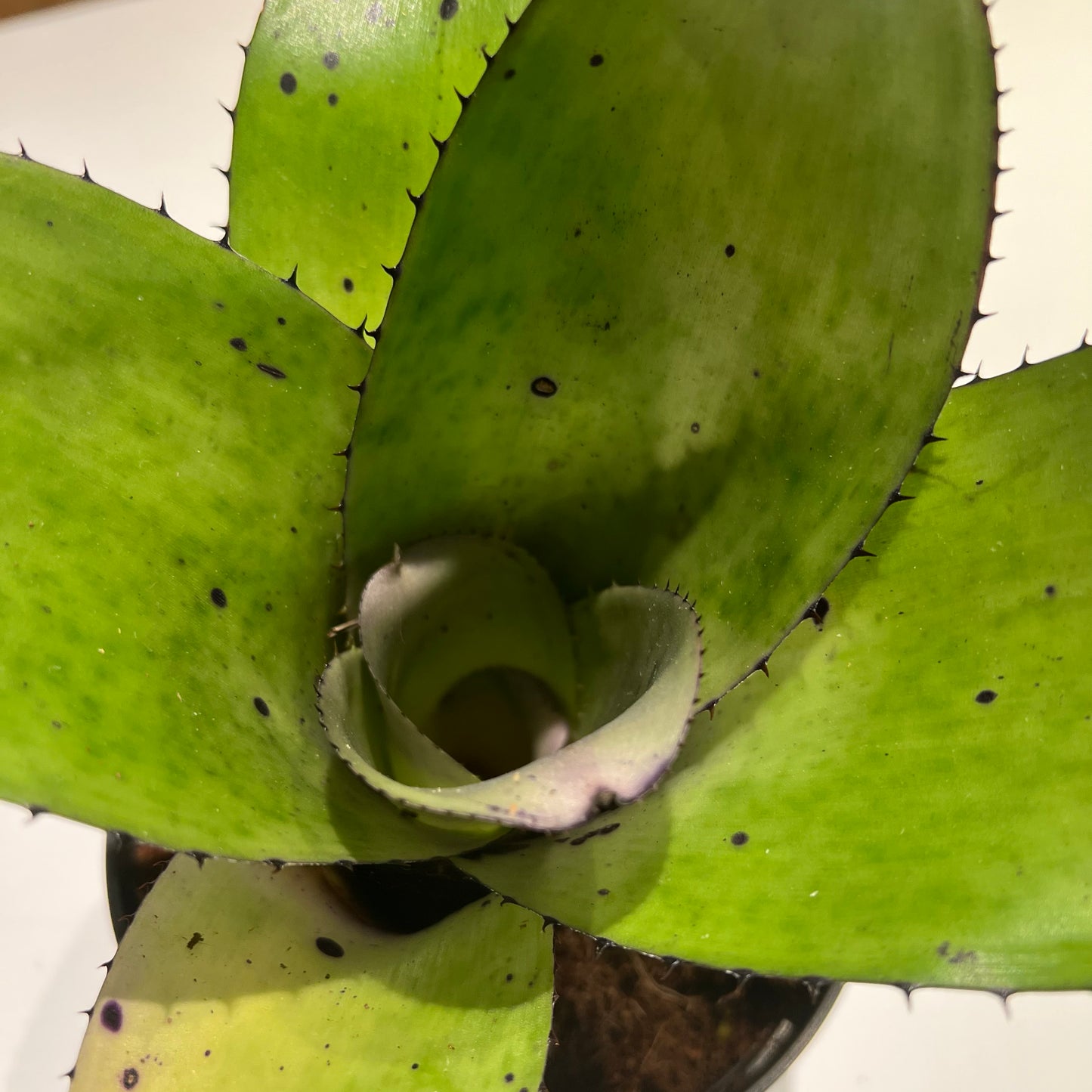 Bromeliad Hohenbergia Royanne