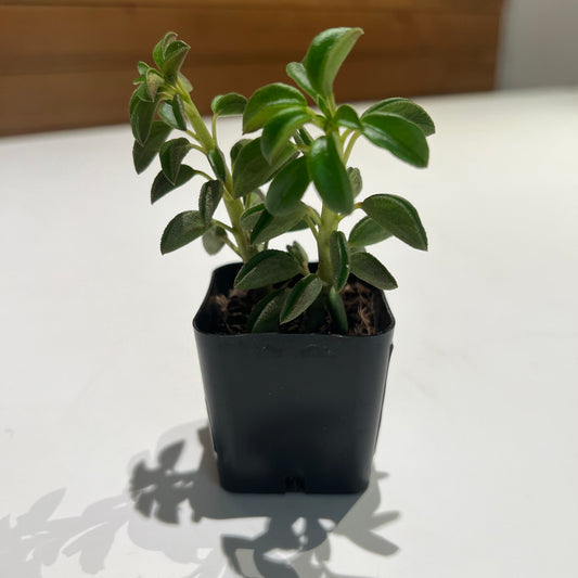 Asperula Peperomia