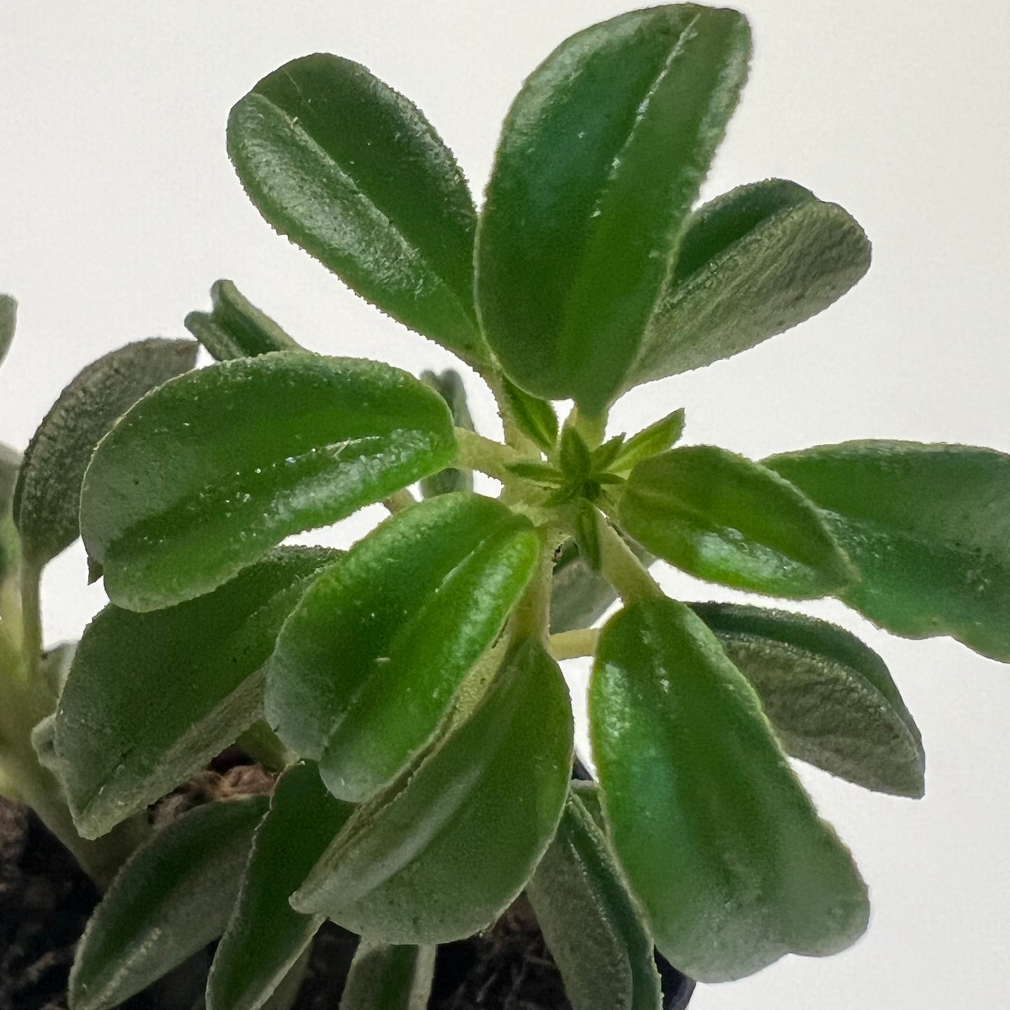 Asperula Peperomia