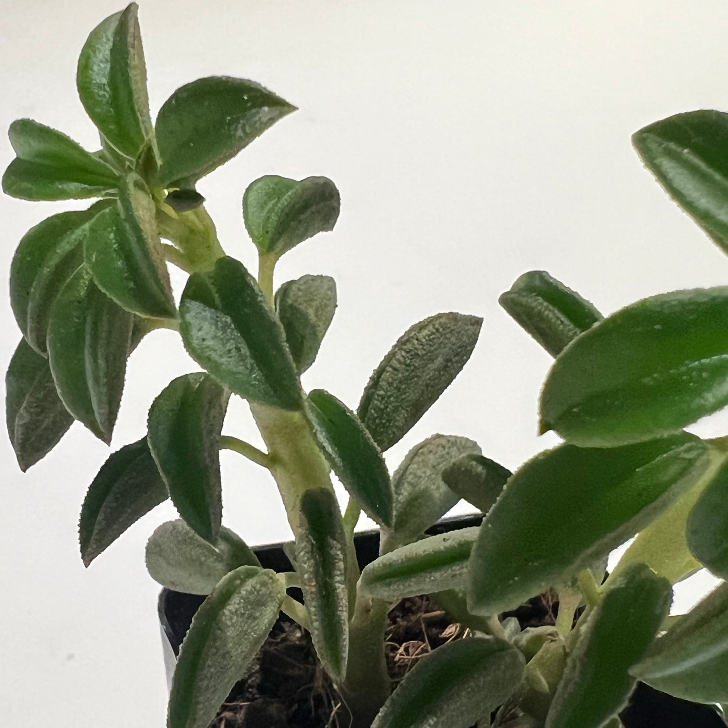 Asperula Peperomia