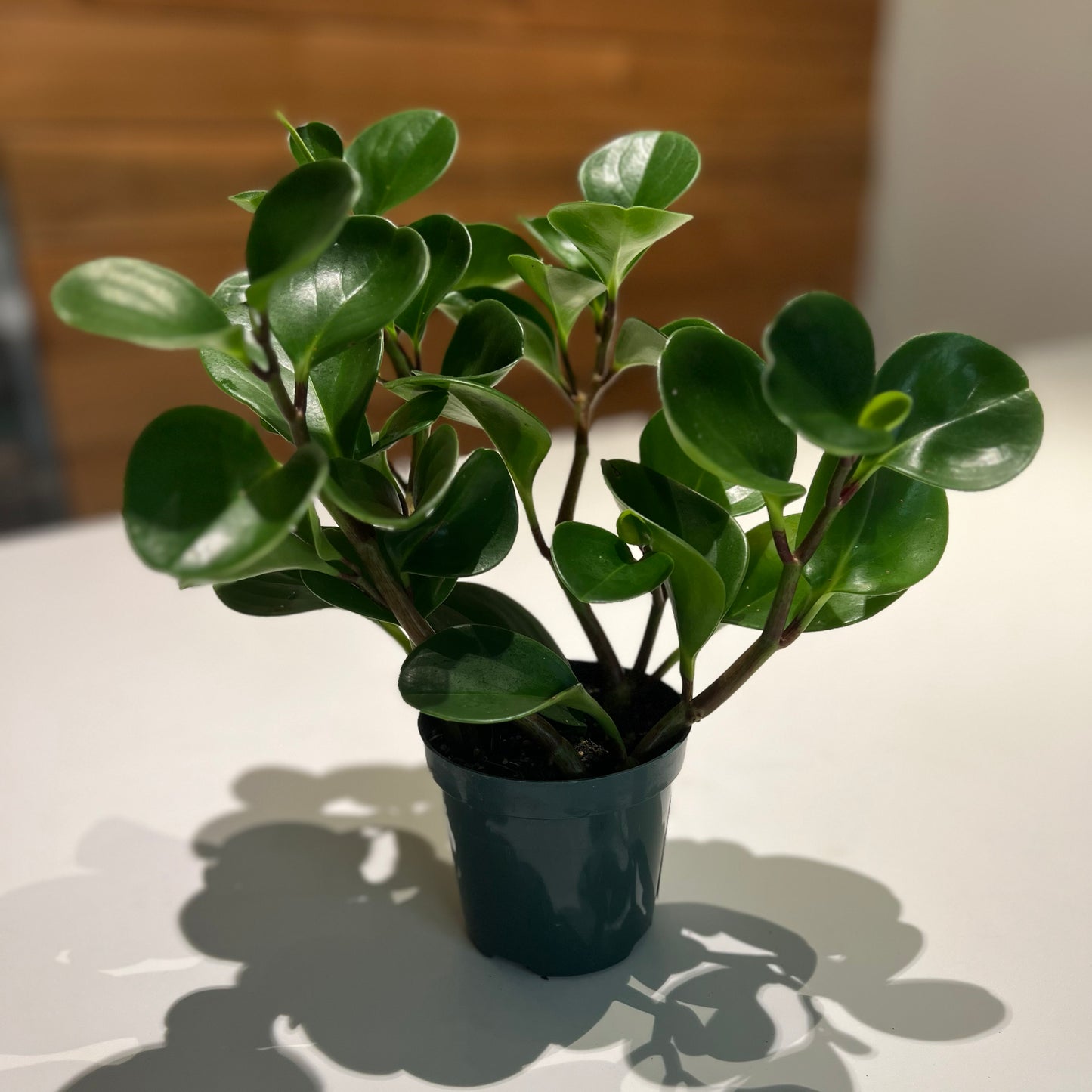 Peperomia Baby Rubber Plant