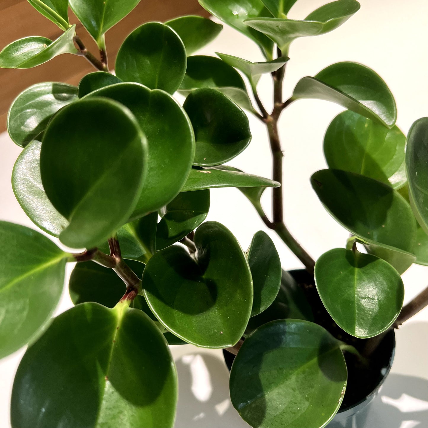 Peperomia Baby Rubber Plant