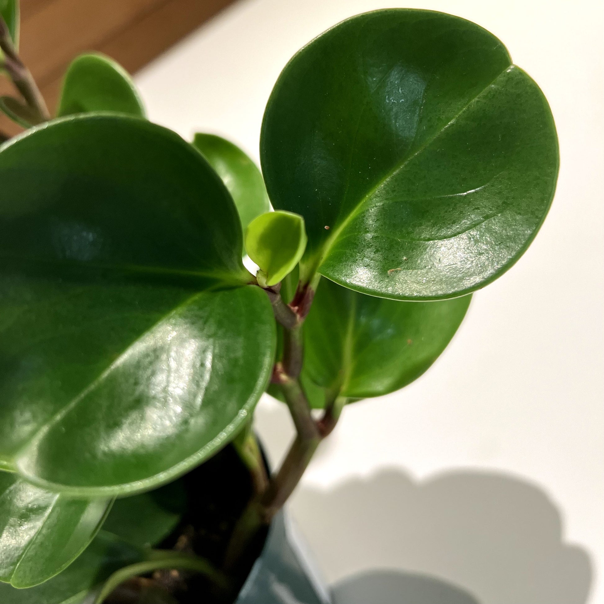 philodendron rubber plant TropicalPlants.com Baby Rubberplant (Peperomia Obtusifolia) Live Plant in 6 in. Growers Pot