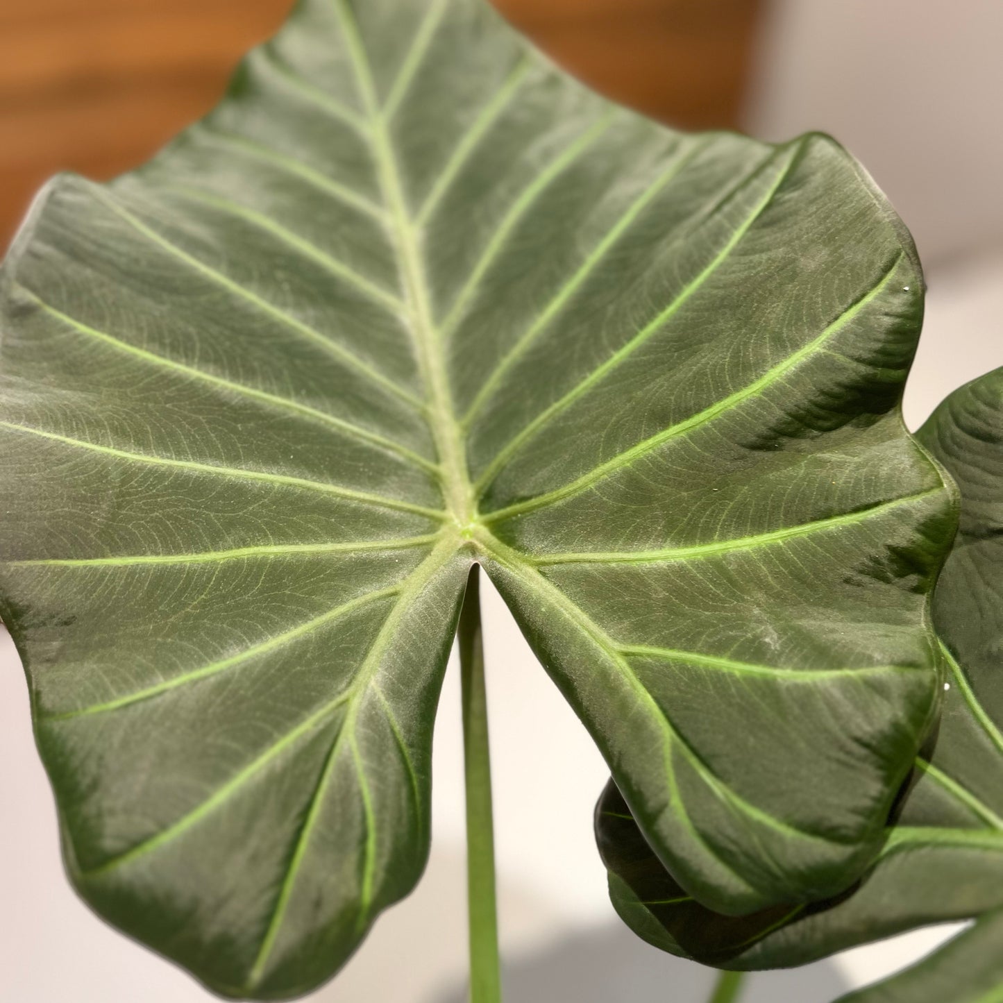 Colocasia Taro