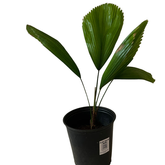 Licuala Basket Palm