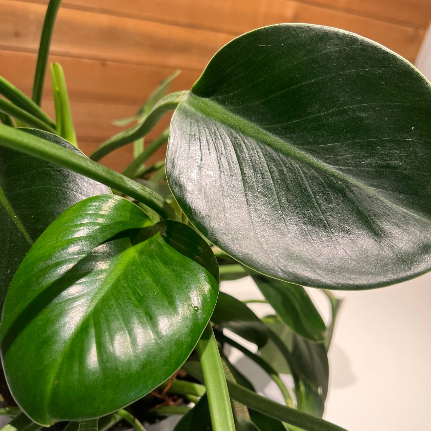 Green Princess Philodendron