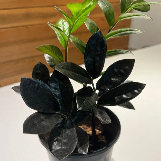 Zamioculcas zamiifolia ZZ Black Raven