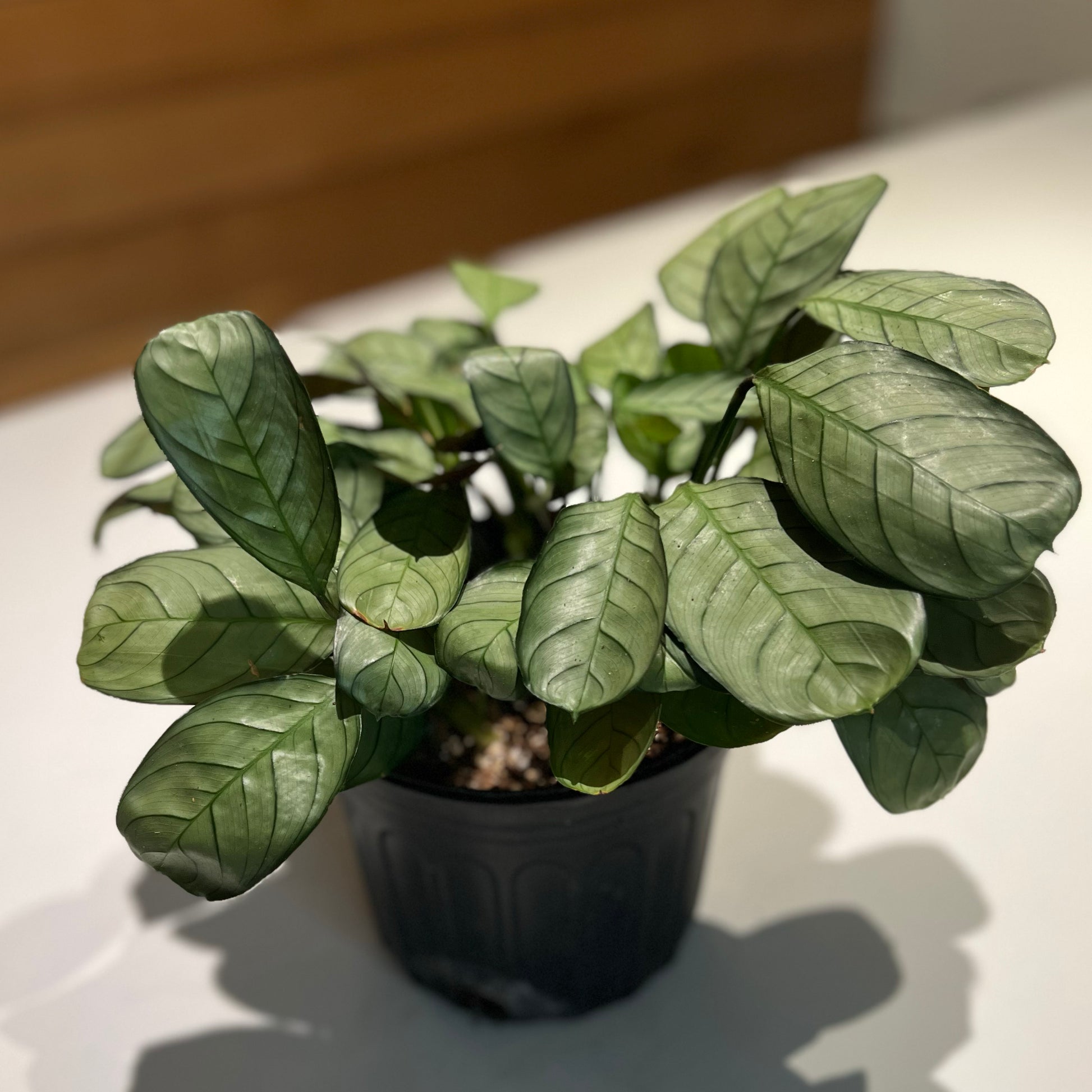 amagris prayer plant 1g Calathea Amagris