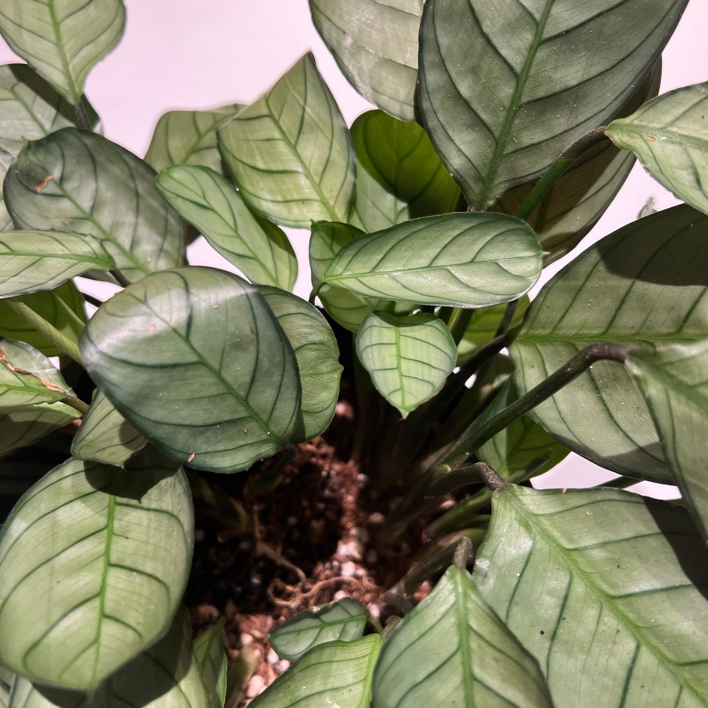 Calathea Amagris