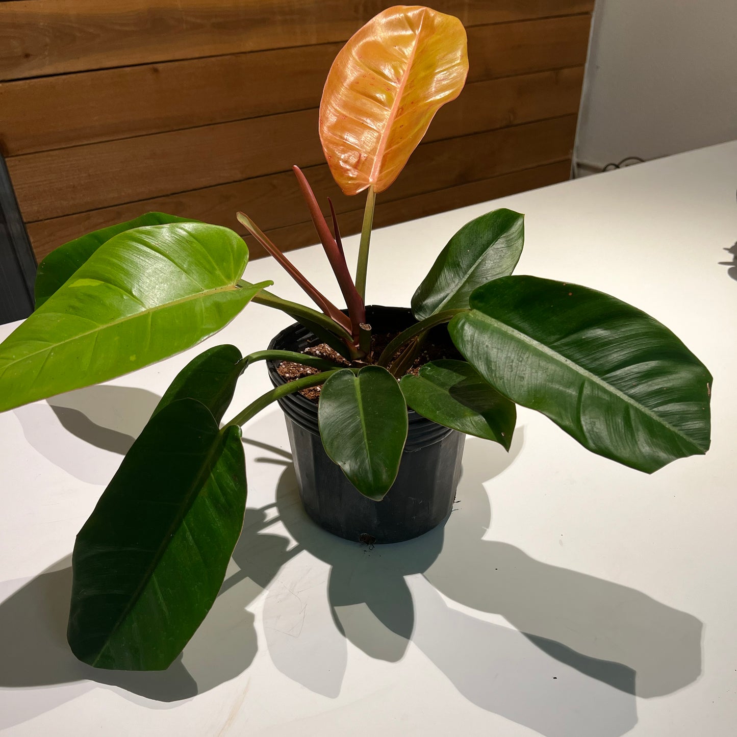 Philodendron, McColley's Finale