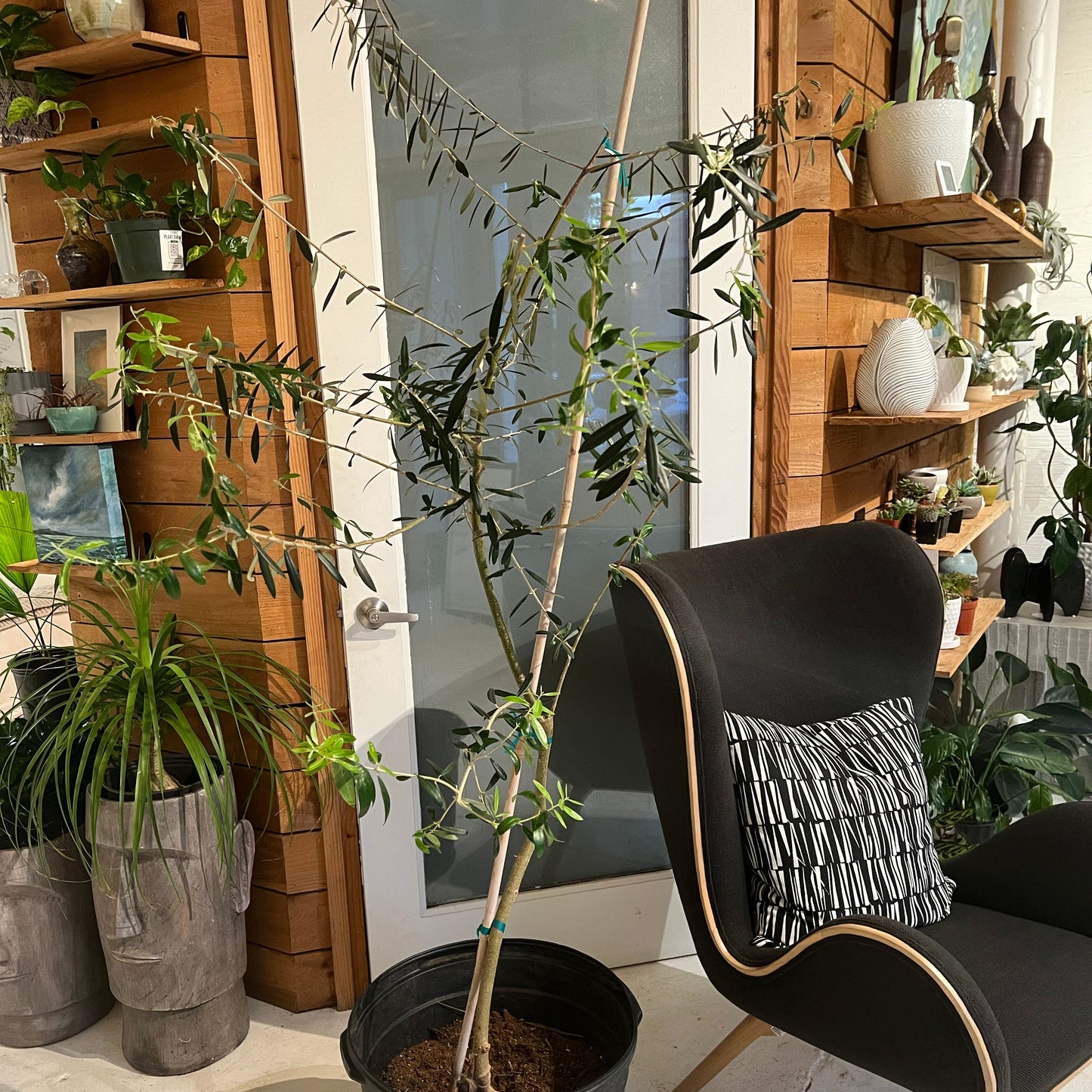 Olive Tree (Olea europaea)