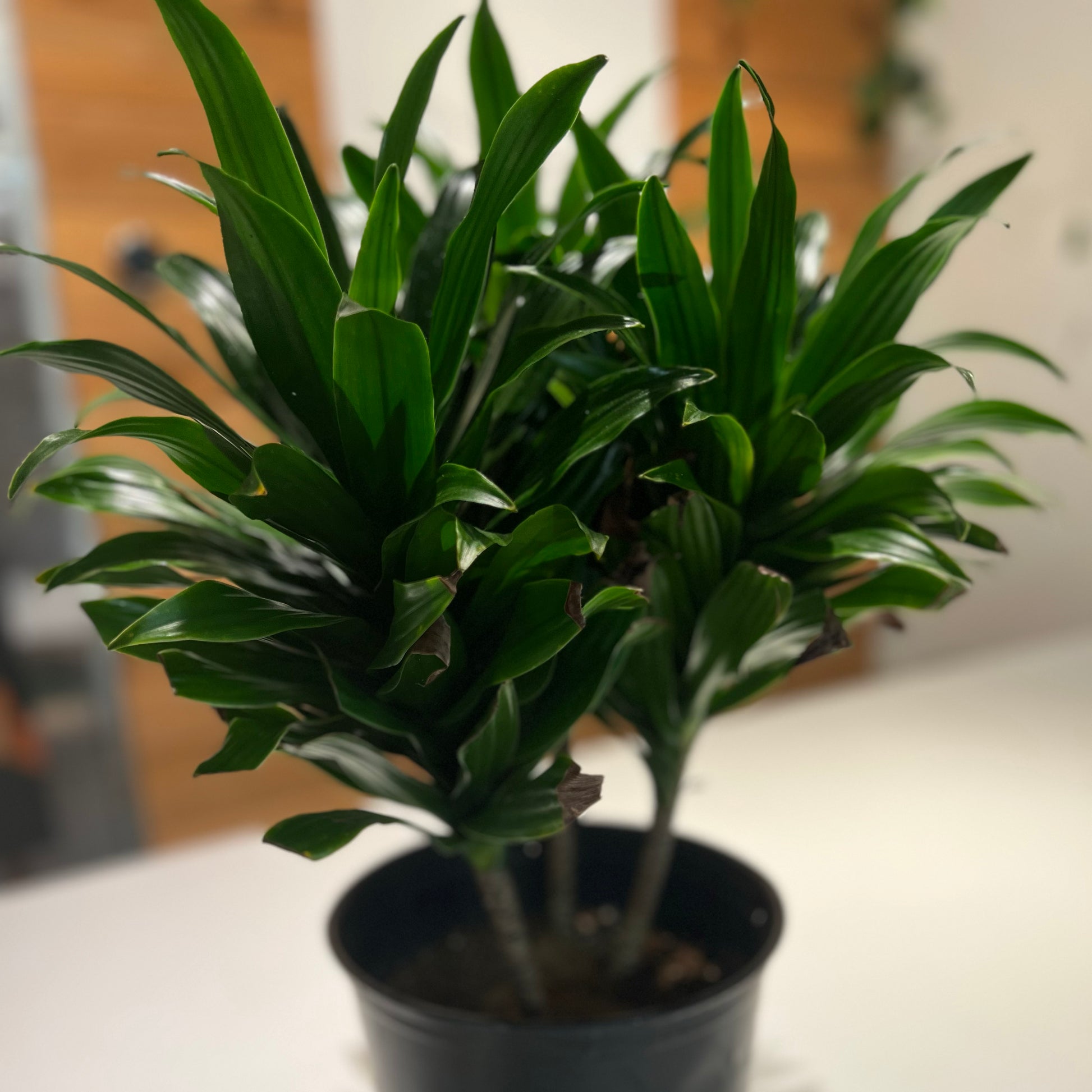dracaena cane elegance Dracaena Compacta – Plant Bar HI