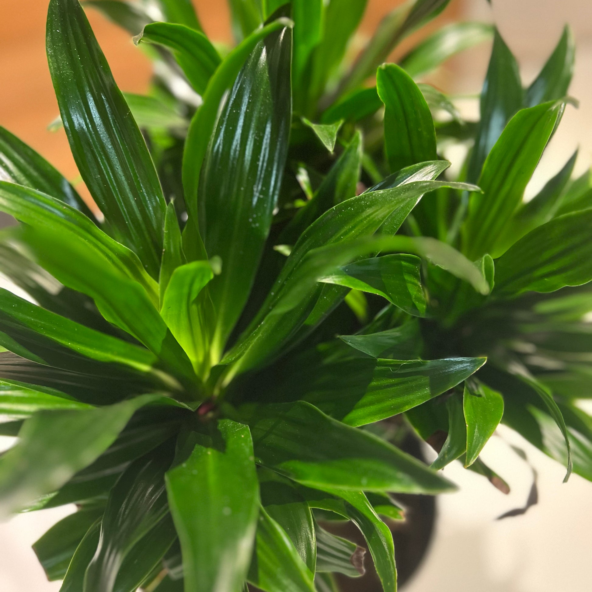 dracaena green stripe compacta Dracaena Compacta