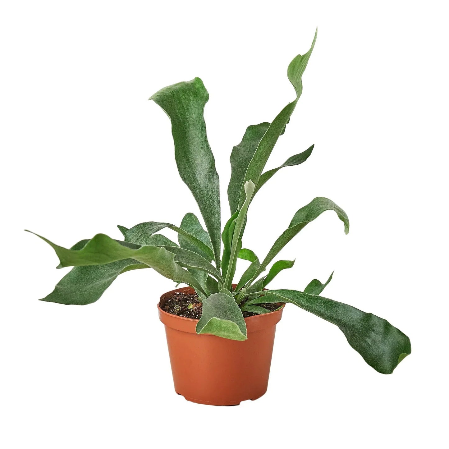 Stag Horn Fern Potted