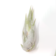 Air Plant- Circinata 'Paucifolia'
