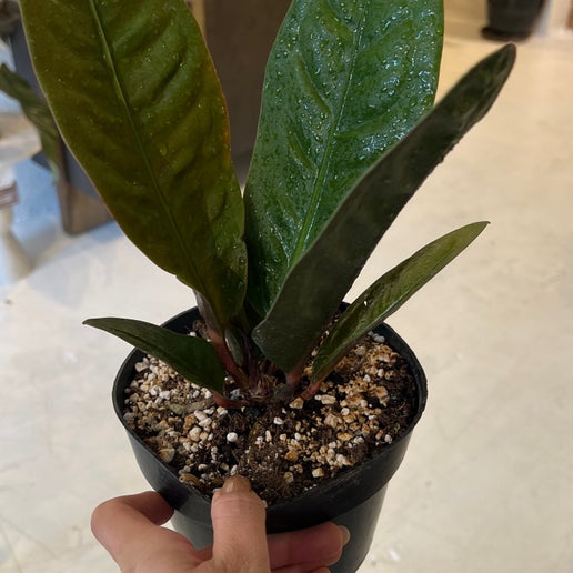 Anthurium Sp