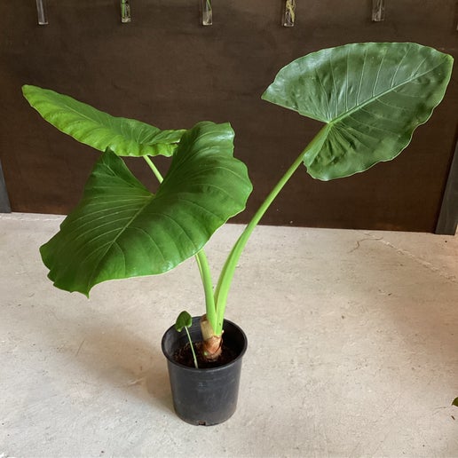 Dwarf Elephant Ear Alocacia calicora
