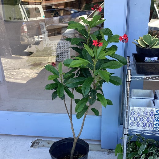 Dwarf Jatropha